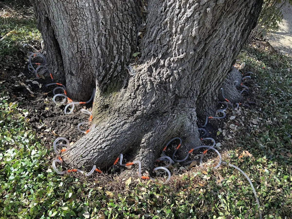 Detailed Tree Cabling and Bracing job site in Hometown