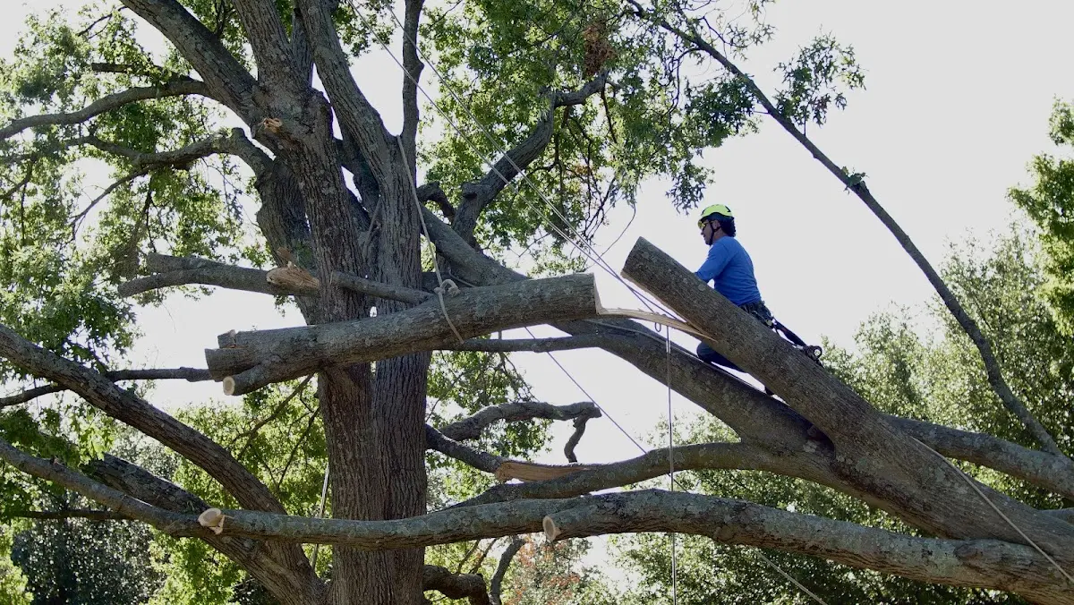 Professional Hazardous Tree Removal performed by certified arborists in Hometown