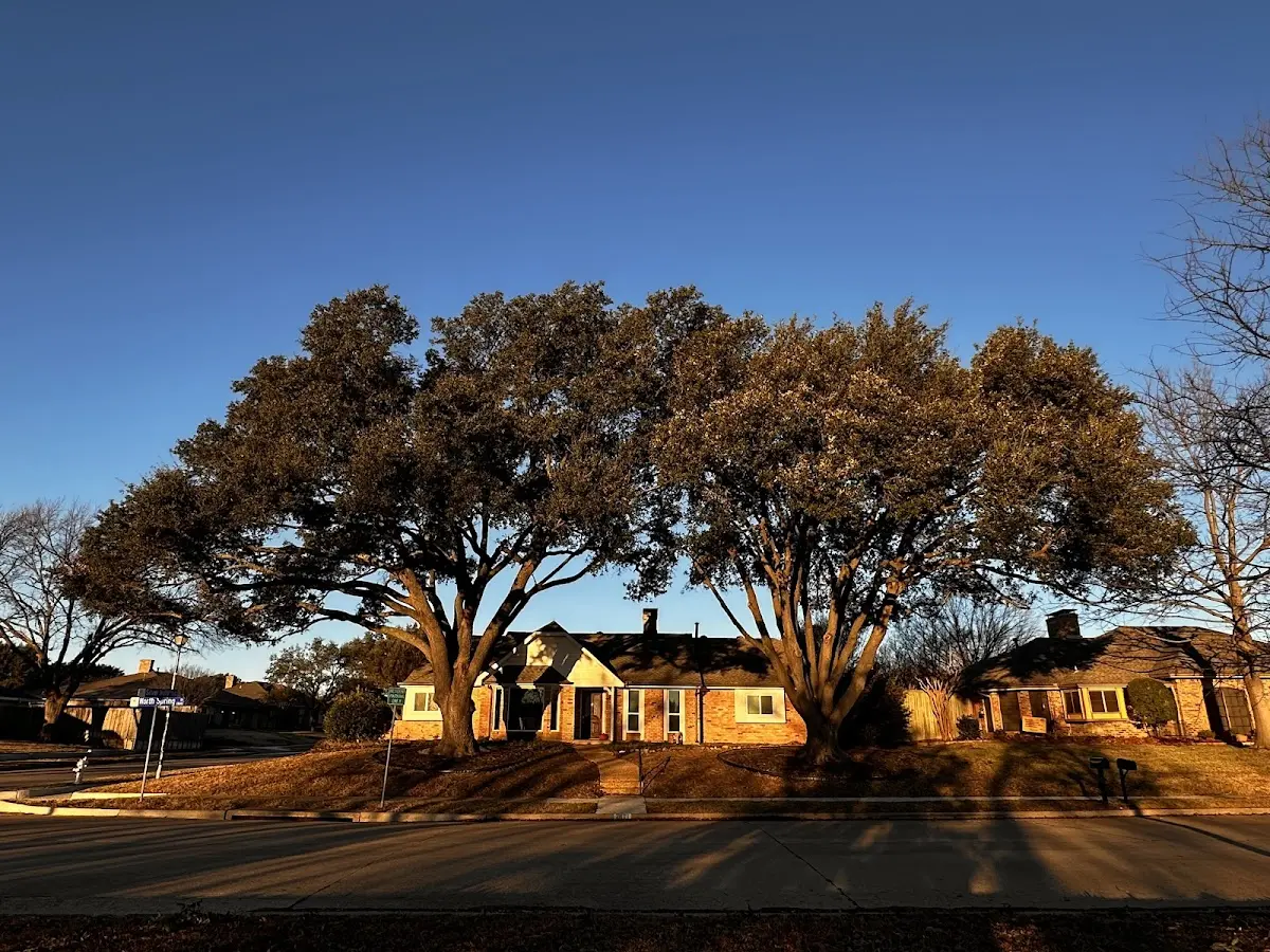 Established residential canopy tree shading a home in Hometown